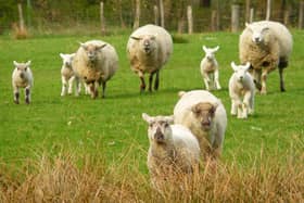'Worst thing I could ever imagine': Farmer reveals 13 lambs' necks 'deliberately broken'
