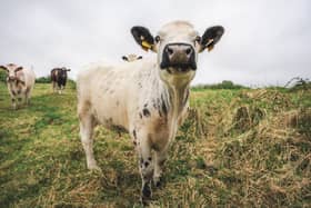 Scaiptear víreas na teanga ghorm trí chuileoga agus ní mór don teocht a bheith níos airde ná 12°C ar feadh tréimhse fada chun go n-atáirgfidh an víreas | GRIANGHRAF COMHAD