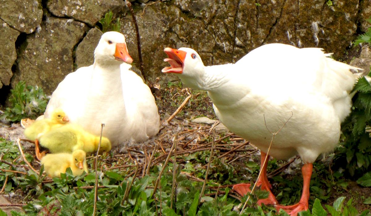 IS DÉANAÍ: Páirc Fiadhúlra Fota le hathoscailt roimh an Nollaig tar éis deich seachtaine dúnta