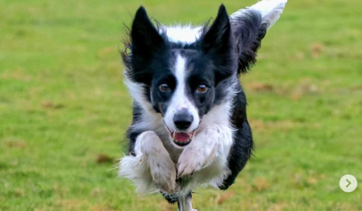 Coileán a caitheadh ​​i mála Tesco a dhéanfaidh ionadaíocht ar Éirinn ag an seó madraí is mó ar domhan an mhí seo chugainn