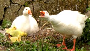 IS D&Eacute;ANA&Iacute;: P&aacute;irc Fiadh&uacute;lra Fota le hathoscailt roimh an Nollaig tar &eacute;is deich seachtaine d&uacute;nta