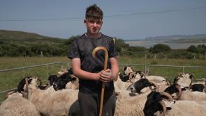 Meenacross Agricultural Show to feature in TG4 series