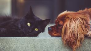 Seolann ISPCA Feachtas ‘Cruelty No More’ chun an chéad Sheachtain Náisiúnta Ainmhithe in Éirinn a chomóradh
