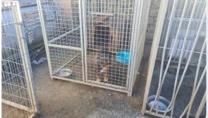 Fear cúisithe i ndiaidh urghabháil 19 madra i Luimneach