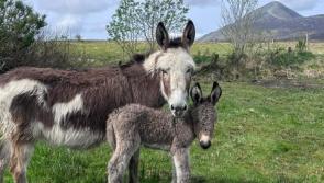 'Liathróid mhór clúimh' - Fáiltíonn feirm Mhaigh Eo roimh an gcéad leanbh asal