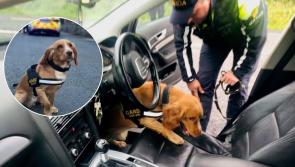 Paw and Order! Cabhraíonn an t-earcach is déanaí ón nGarda Síochána le tiománaithe amhrasta faoi dhrugaí a aimsiú ag seicphointe