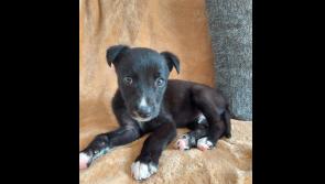 Madra á chiceáil timpeall cosúil le liathróid peile ag grúpa buachaillí óga i Luimneach
