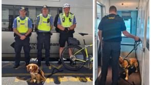 Tugann madra bolaithe Gardaí 'crap agus ord' le linn ruathar stáisiúin traenach