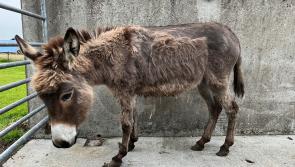 'Teastaíonn bhur gcabhair uainn' - Impíonn Donkey Tearmann ar shíntiúis agus 12 asal míchothaithe tarrtháilte