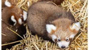 Fáiltíonn Páirc Fiadhúlra Fota roimh dhá choileán panda dearga neamhchoitianta agus tá ainmneacha ag teastáil uathu!