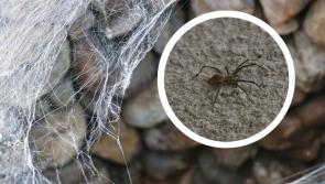 Rabhadh i ndiaidh l&iacute;on m&oacute;r ionfhabhtuithe damh&aacute;n alla i dtithe na h&Eacute;ireann