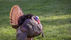 'An-bhuartha' - Tá ráig fliú éan an-tógálach ar fheirm Cheatharlach ag cruthú imní