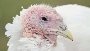 Deimhníodh an tríú ráig den fhliú éan ar fheirm turcaí i Muineachán