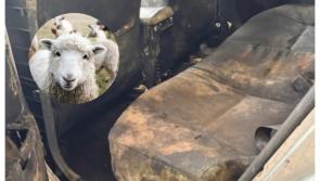 'Chic feirme' - Ghlac t&aacute;st&aacute;laithe NCT gn&iacute;omh m&oacute;r nuair a th&aacute;inig an carr seo le haghaidh t&aacute;st&aacute;la