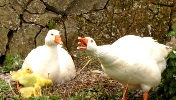 IS D&Eacute;ANA&Iacute;: P&aacute;irc Fiadh&uacute;lra Fota le hathoscailt roimh an Nollaig tar &eacute;is deich seachtaine d&uacute;nta