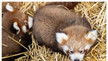 Fáiltíonn Páirc Fiadhúlra Fota roimh dhá choileán panda dearga neamhchoitianta agus tá ainmneacha ag teastáil uathu!