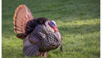 NUACHT IS DÉANAÍ: Fliú Éan deimhnithe i dtréad mór turcaí i gContae Laoise