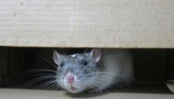 Rabhadh tugtha do theaghlaigh Éireannacha fanacht airdeallach mar go bhfuil méadú suntasach tagtha ar phláigh francach