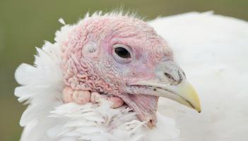 Ráig bhreise den fhliú éan braite ar fheirm turcaí i gContae an Chabháin