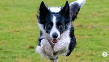 Coile&aacute;n a caitheadh ​​i m&aacute;la Tesco a dh&eacute;anfaidh ionada&iacute;ocht ar &Eacute;irinn ag an se&oacute; madra&iacute; is m&oacute; ar domhan an mh&iacute; seo chugainn