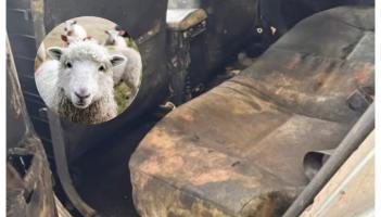 'Chic feirme' - Ghlac t&aacute;st&aacute;laithe NCT gn&iacute;omh m&oacute;r nuair a th&aacute;inig an carr seo le haghaidh t&aacute;st&aacute;la