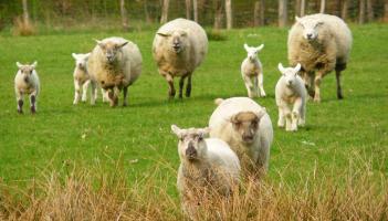 'An rud is measa a d'fh&eacute;adfainn a shamhl&uacute; riamh': Nochtann feirmeoir gur bhris siad muine&aacute;l 13 uan d'aon ghn&oacute;