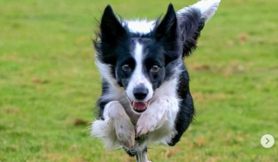 Coile&aacute;n a caitheadh ​​i m&aacute;la Tesco a dh&eacute;anfaidh ionada&iacute;ocht ar &Eacute;irinn ag an se&oacute; madra&iacute; is m&oacute; ar domhan an mh&iacute; seo chugainn