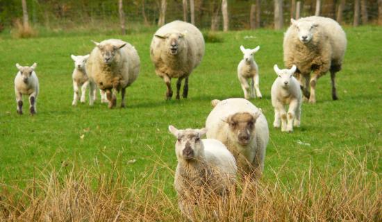 'An rud is measa a d'fh&eacute;adfainn a shamhl&uacute; riamh': Nochtann feirmeoir gur bhris siad muine&aacute;l 13 uan d'aon ghn&oacute;