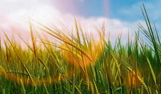 OIFIGI&Uacute;IL! Deimhn&iacute;onn Met &Eacute;ireann gurbh &eacute; samhradh 2025 an ceann is teo in &Eacute;irinn &oacute; thosaigh na taifid