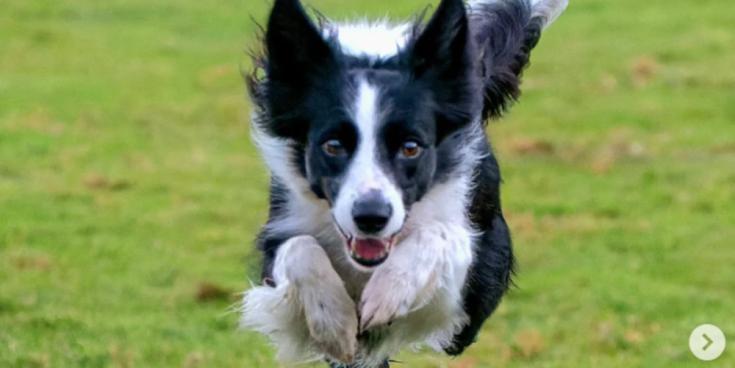 Coile&aacute;n a caitheadh ​​i m&aacute;la Tesco a dh&eacute;anfaidh ionada&iacute;ocht ar &Eacute;irinn ag an se&oacute; madra&iacute; is m&oacute; ar domhan an mh&iacute; seo chugainn