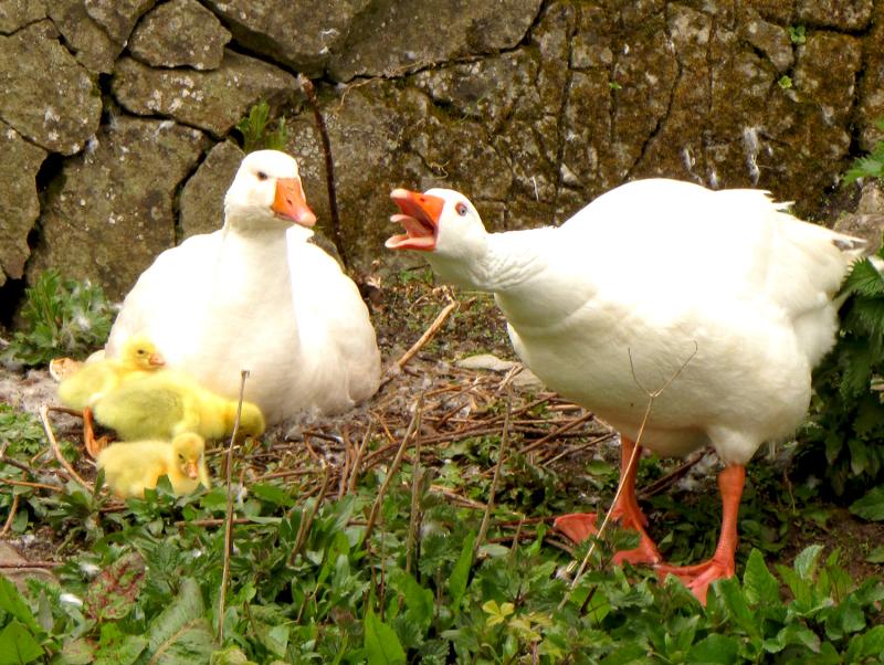 IS DÉANAÍ: Páirc Fiadhúlra Fota le hathoscailt roimh an Nollaig tar éis deich seachtaine dúnta