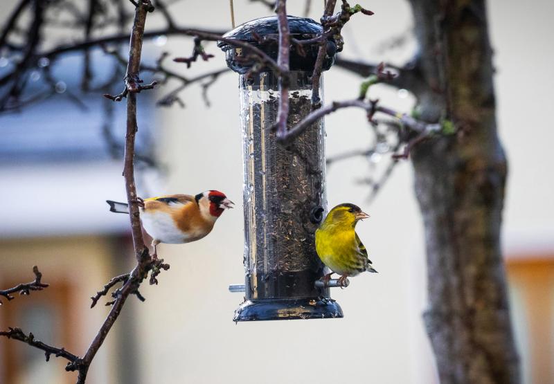 Leabhar nua faoi na héin i dTír Chonaill