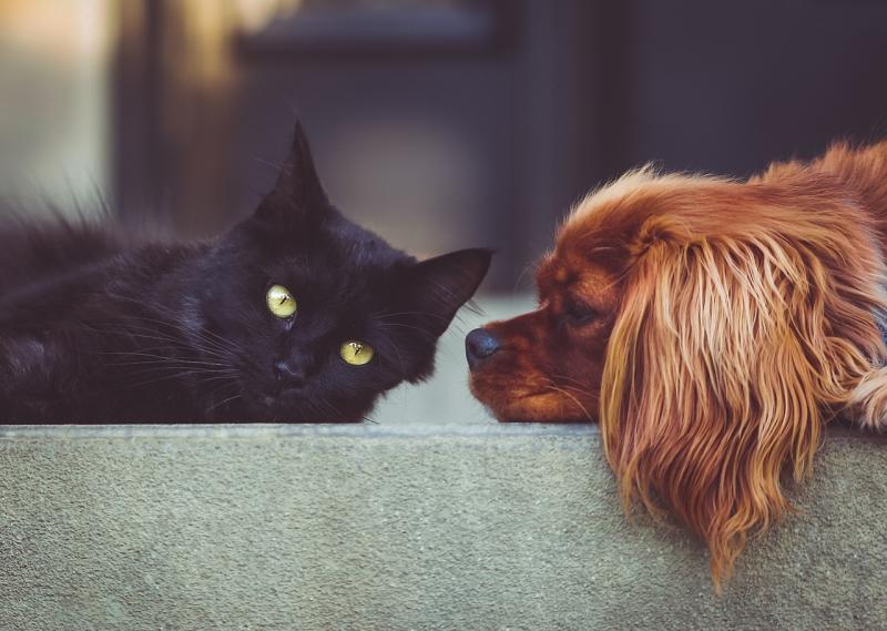 Seolann ISPCA Feachtas ‘Cruelty No More’ chun an chéad Sheachtain Náisiúnta Ainmhithe in Éirinn a chomóradh