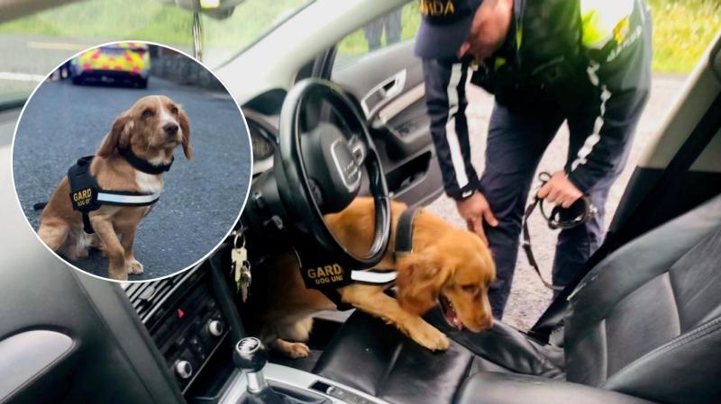 Paw and Order! Cabhraíonn an t-earcach is déanaí ón nGarda Síochána le tiománaithe amhrasta faoi dhrugaí a aimsiú ag seicphointe