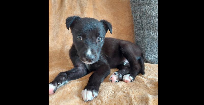 Madra á chiceáil timpeall cosúil le liathróid peile ag grúpa buachaillí óga i Luimneach