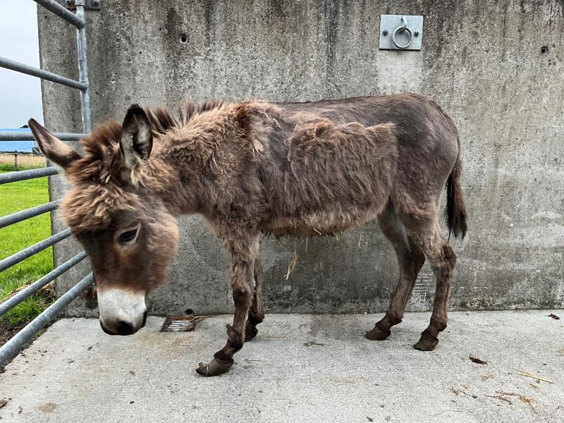 'Teastaíonn bhur gcabhair uainn' - Impíonn Donkey Tearmann ar shíntiúis agus 12 asal míchothaithe tarrtháilte