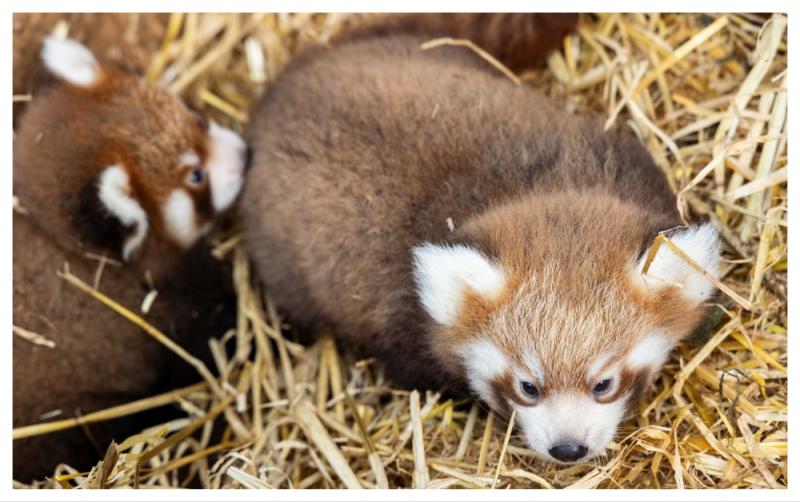 Fáiltíonn Páirc Fiadhúlra Fota roimh dhá choileán panda dearga neamhchoitianta agus tá ainmneacha ag teastáil uathu!