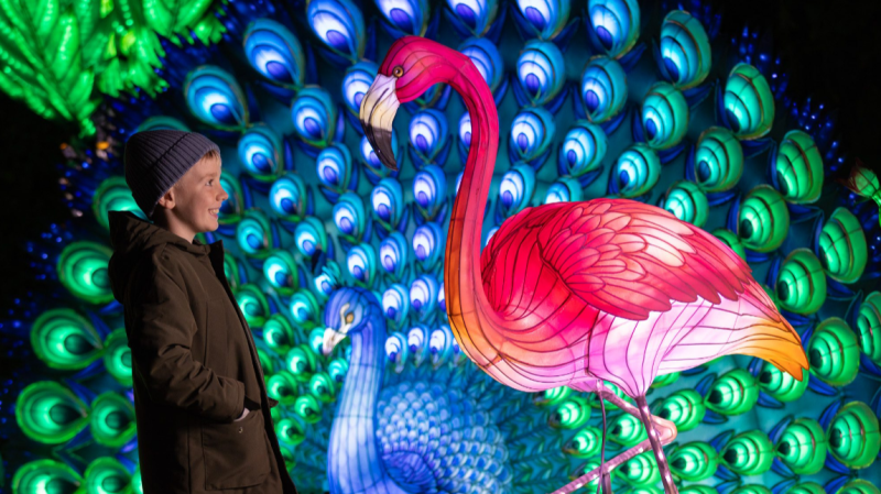 'An téama is iontaí go dtí seo' fógartha do Wild Lights Zú Bhaile Átha Cliath agus dáta fillte fógartha