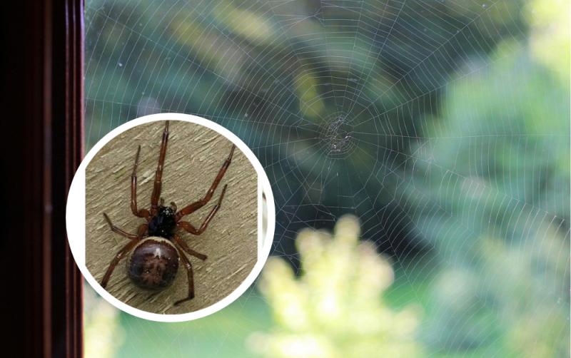 FOLÁIREAMH: Riosca damháin alla baintreach bréige marfacha i dtithe na hÉireann i measc rabhaidh faoi ghreim