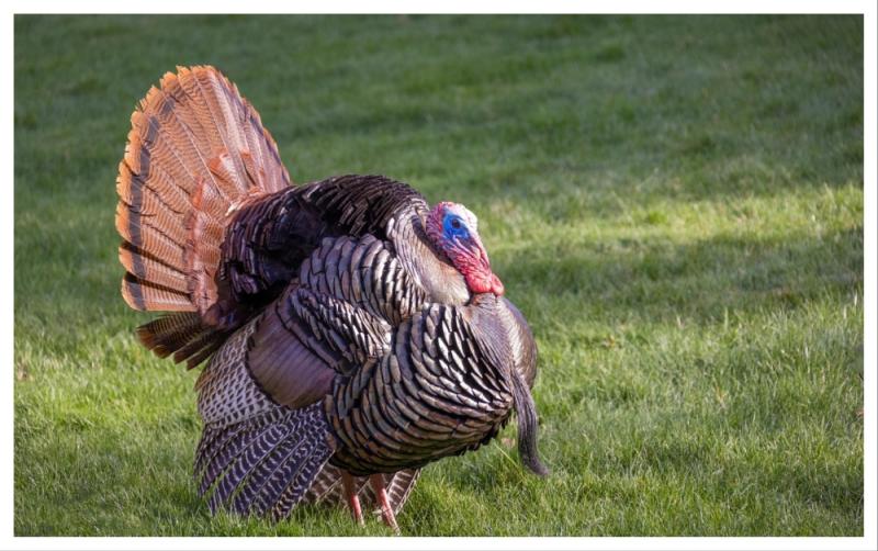 NUACHT IS DÉANAÍ: Fliú Éan deimhnithe i dtréad mór turcaí i gContae Laoise