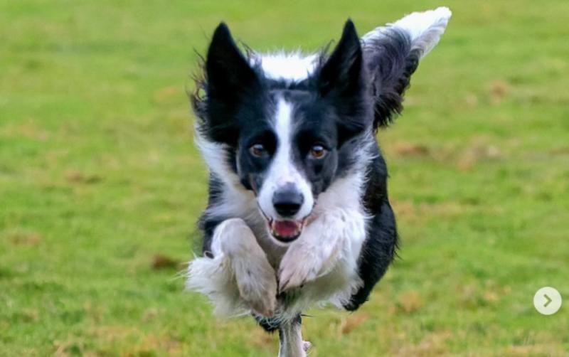 Coile&aacute;n a caitheadh ​​i m&aacute;la Tesco a dh&eacute;anfaidh ionada&iacute;ocht ar &Eacute;irinn ag an se&oacute; madra&iacute; is m&oacute; ar domhan an mh&iacute; seo chugainn