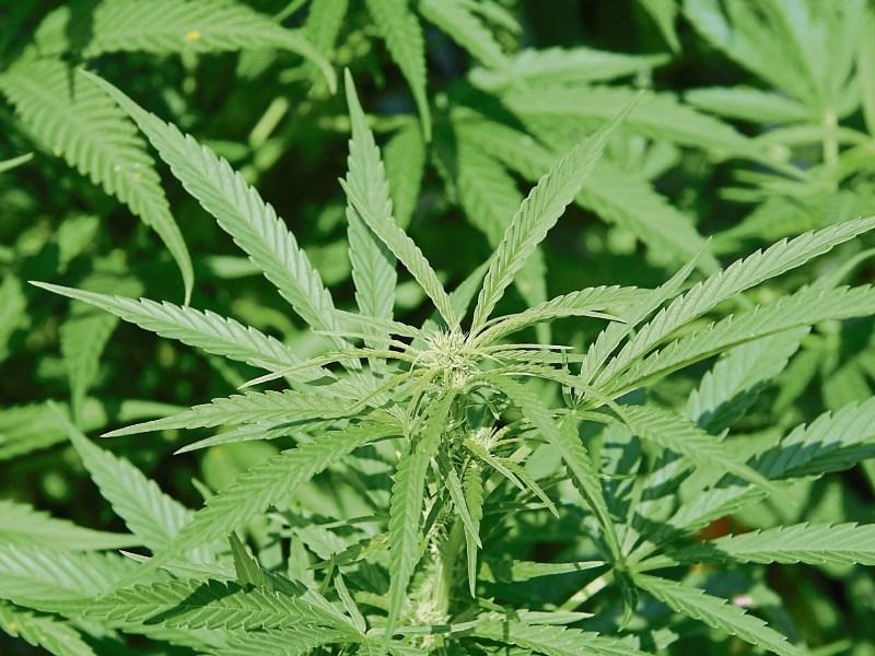 Gabhtar fear ina 30idí mar thoradh ar mhór-urghabháil cannabais